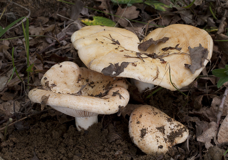 Lactarius acerrimus